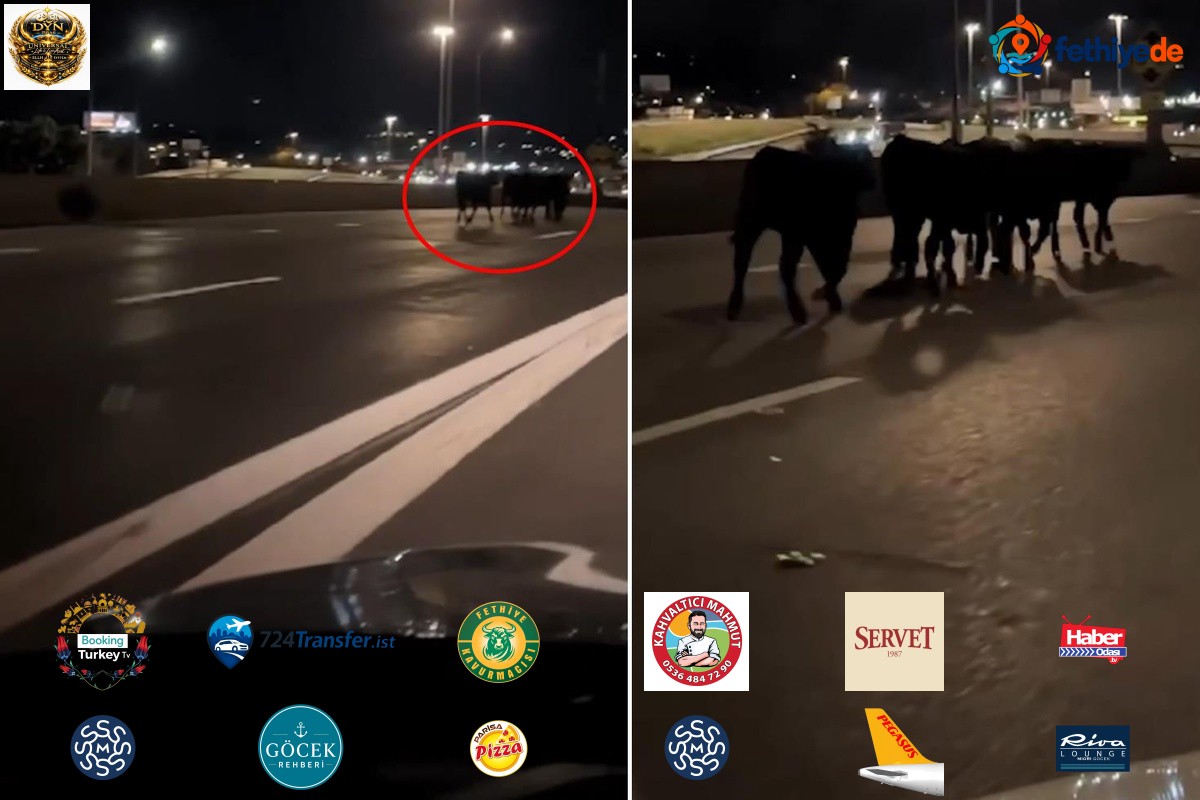 Tır köprüden uçtu! Şehir bir anda ineklerle doldu