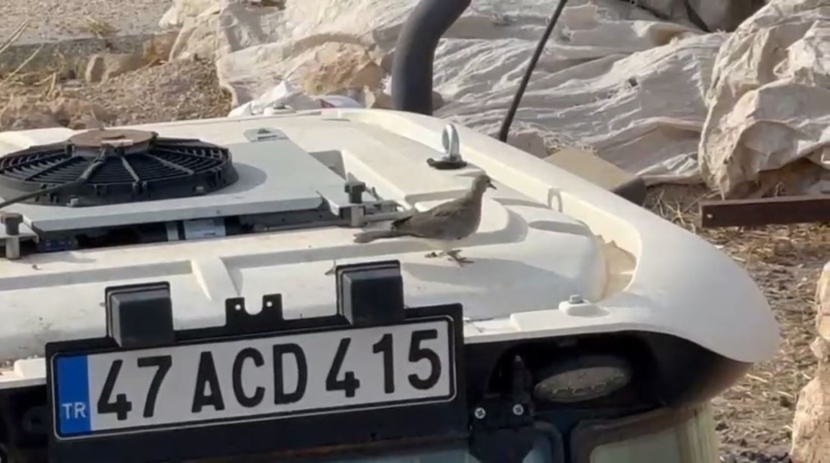 Mardin'de çiftçi, kumru yuvası yüzünden 33 gün beklettiği traktörünü çalıştırdı