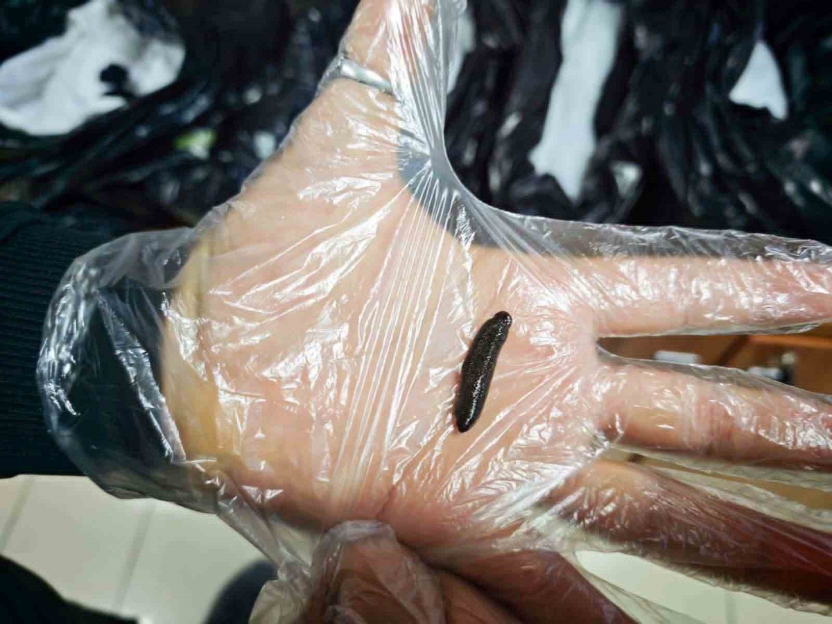 Kayseri Havalimanı'nda gümrükte şaşırtan yakalama! 25 bin canlı sülük ele geçirildi