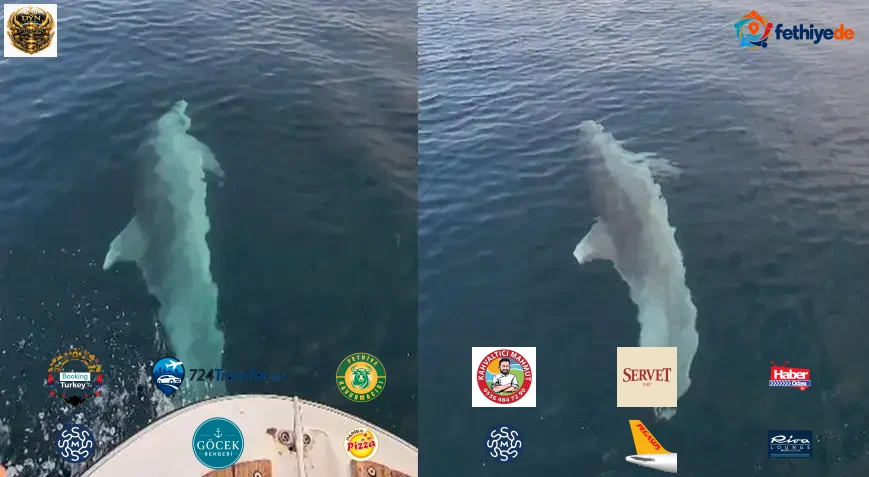 Marmara Denizi’nde büyük sürpriz! Tekneye eşlik etti