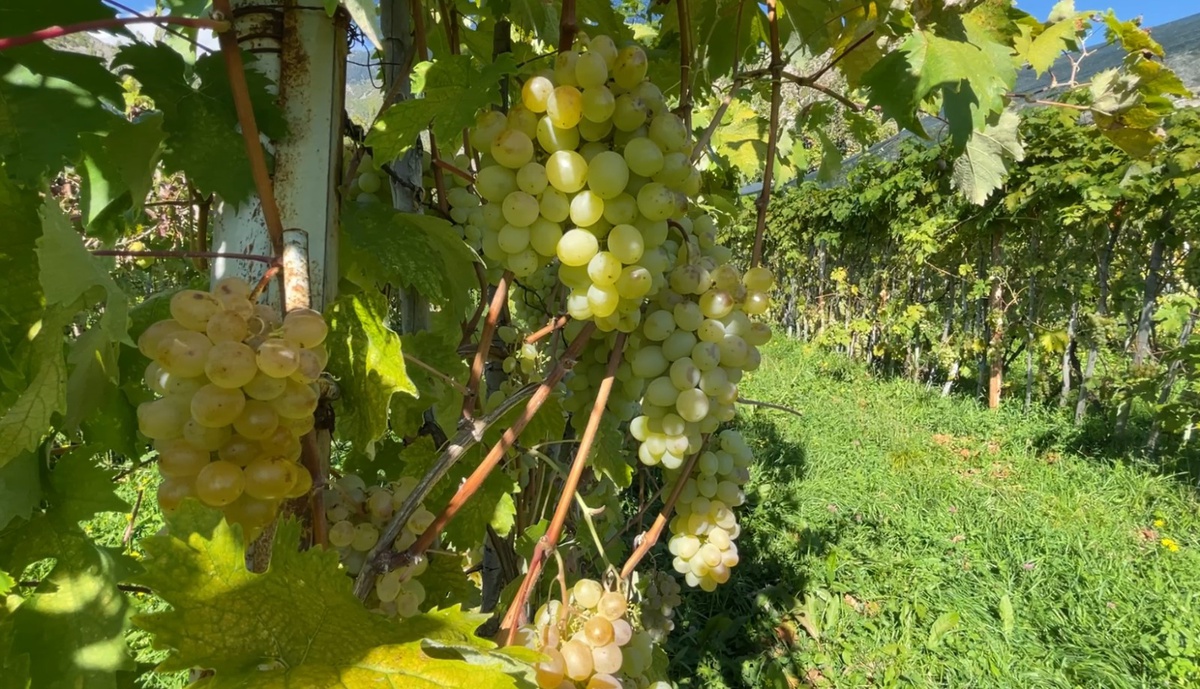 Artvin Yusufeli'de Peterek üzümünün hasadı başladı, kilosu yaklaşık 200 lira