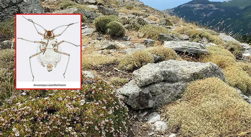 'Kardikeni' üzerinde yaşıyor: Kaz Dağları'nda dünya literatürüne giren keşif