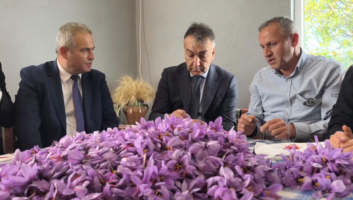 Safranbolu'da safran hasadı sürüyor! Kilosu 800 bin TL'den satışa sunuldu