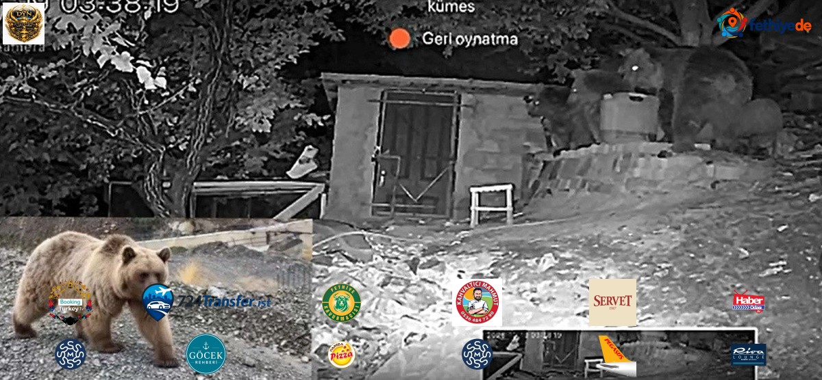 Erzincan Üzümlü'de 3 ayı bağ evinin bahçesine girdi, güvenlik kamerasına yansıdı
