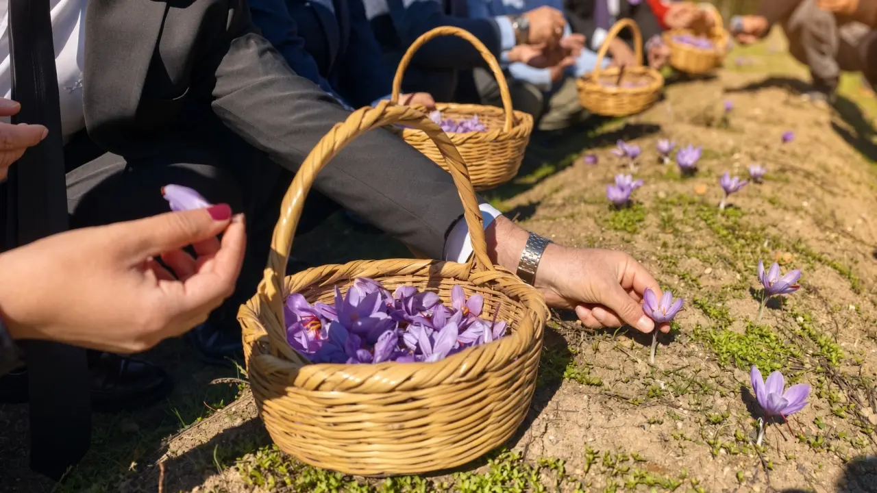 Tarlada yetişiyor, altınla yarışıyor! Kilosu 800 bin TL