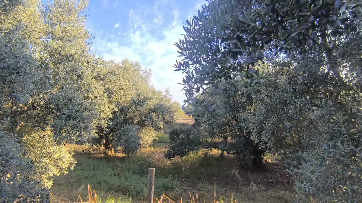 Osmaniye Kadirli'de zeytin üreticileri 70'ten 15-20 liraya düşen fiyattan yakındı