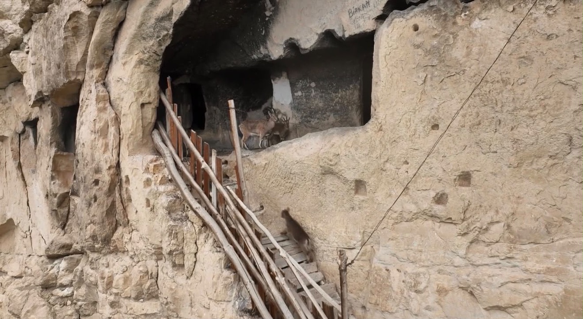 Tunceli Çemişgezek'te yaban keçileri 25 odalı İn Delikleri'ne tırmandı