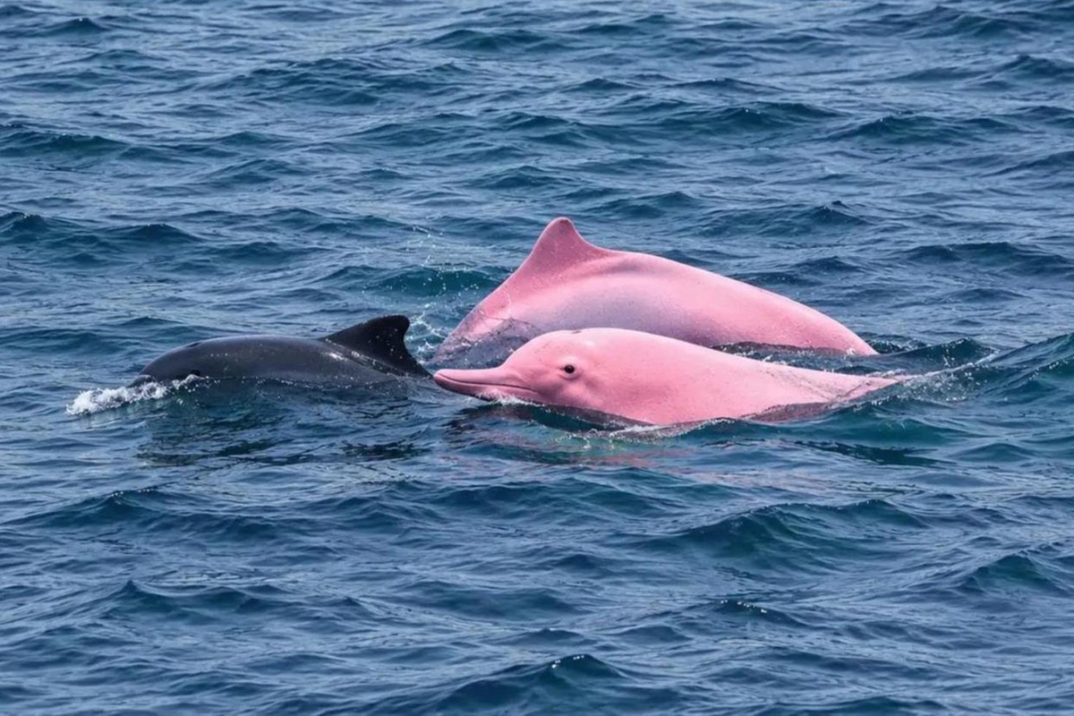 Nadir görülen pembe yunuslar Umman kıyılarında ortaya çıktı
