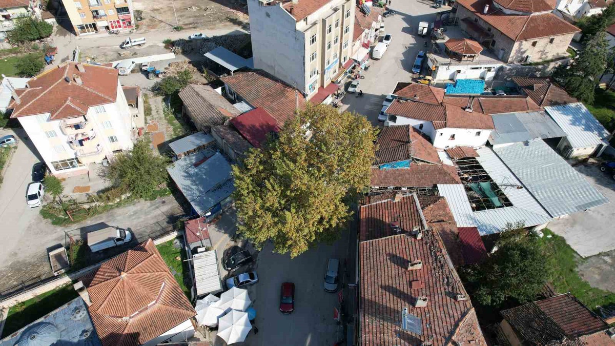 Tokat Pazar'da 1884'te dikilen çınar, 2010'da anıt ağaç olarak tescillenip simge oldu