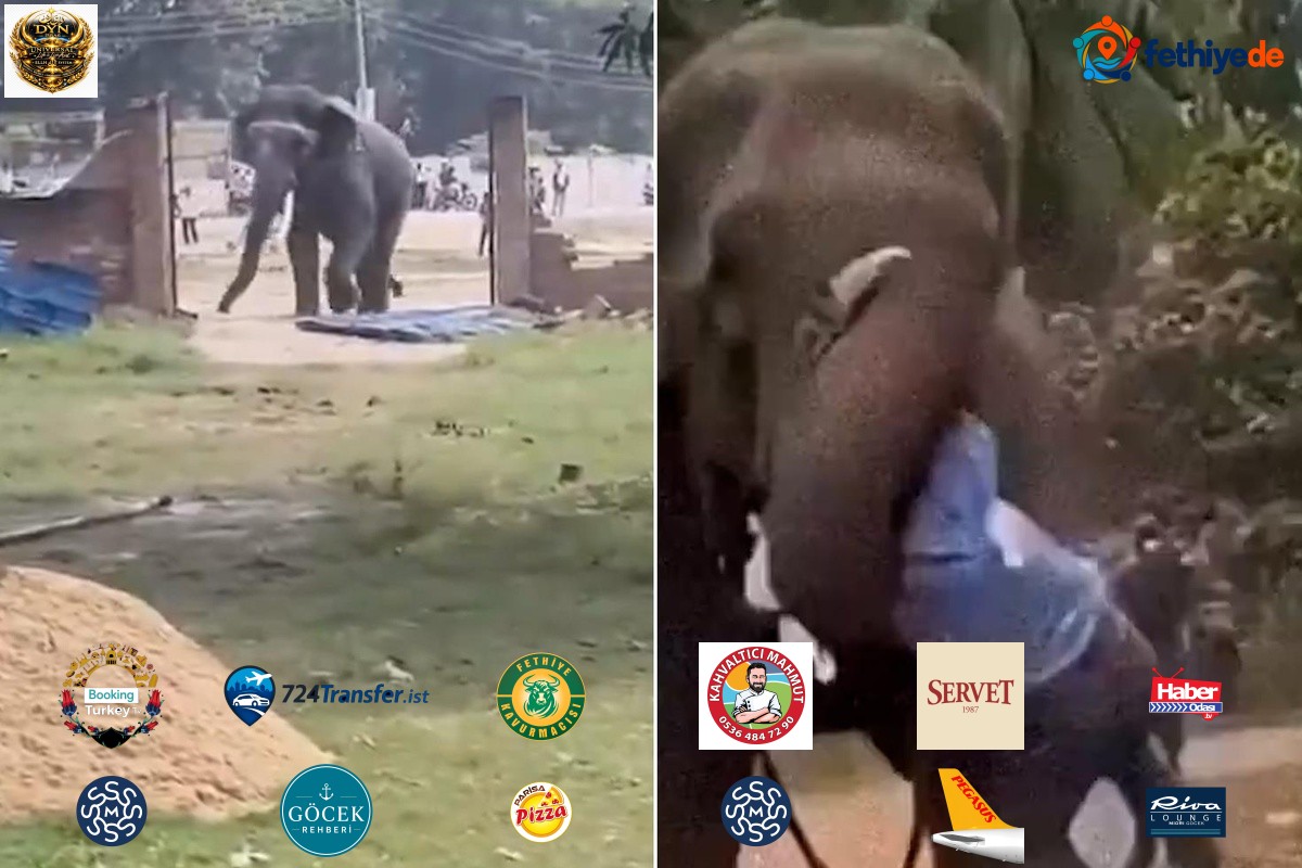 Bakıcısını ağır yaraladı, köydeki evleri yıktı! Çıldıran fil 15 saatte yakalandı