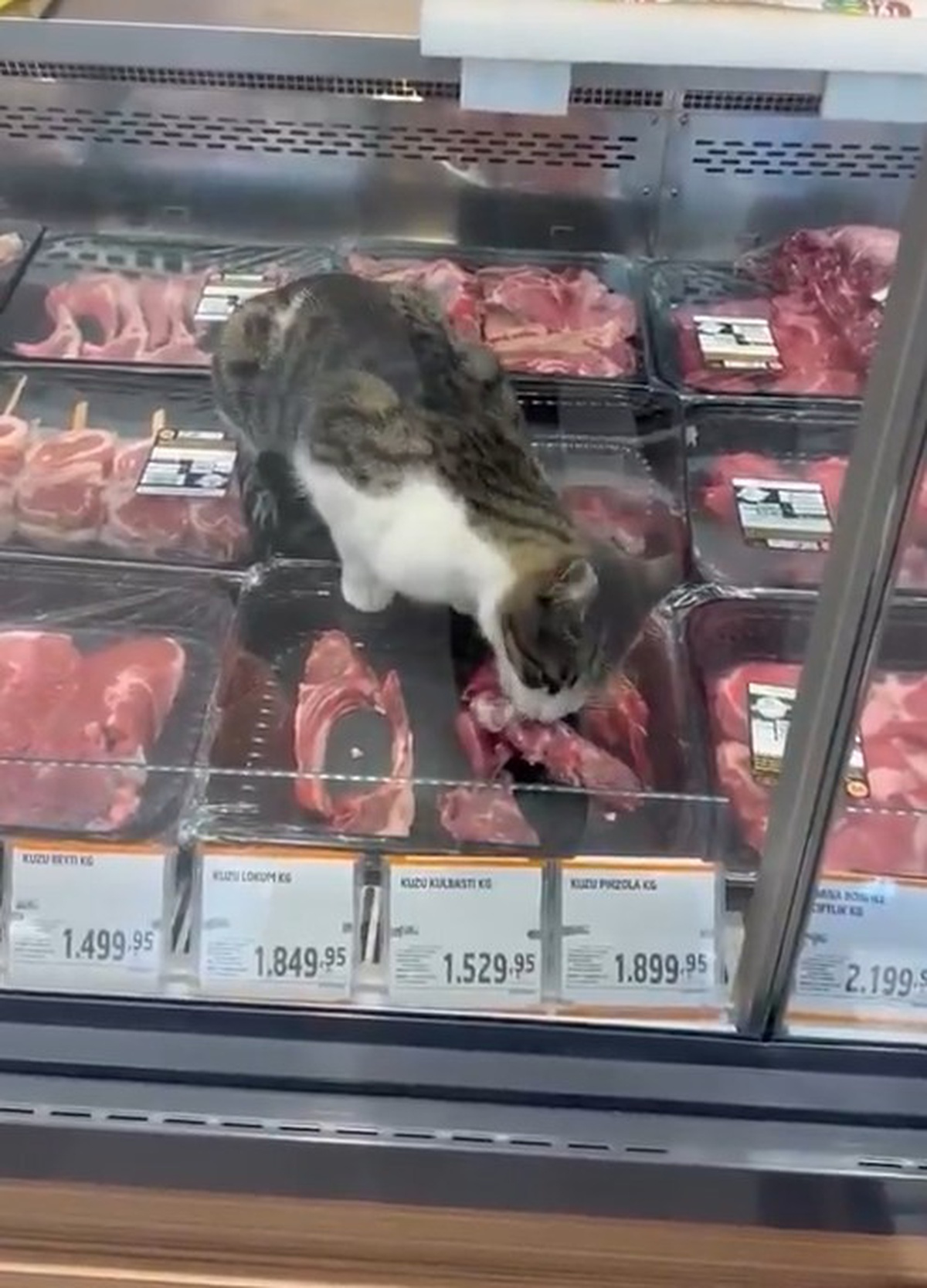 Bursa Mudanya'da kedinin girdiği markete hijyen ihlalinden 52 bin 800 TL ceza verildi