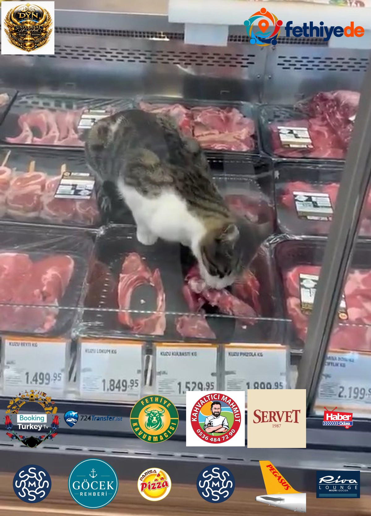 Bursa Mudanya'da kedinin girdiği markete hijyen ihlalinden 52 bin 800 TL ceza verildi