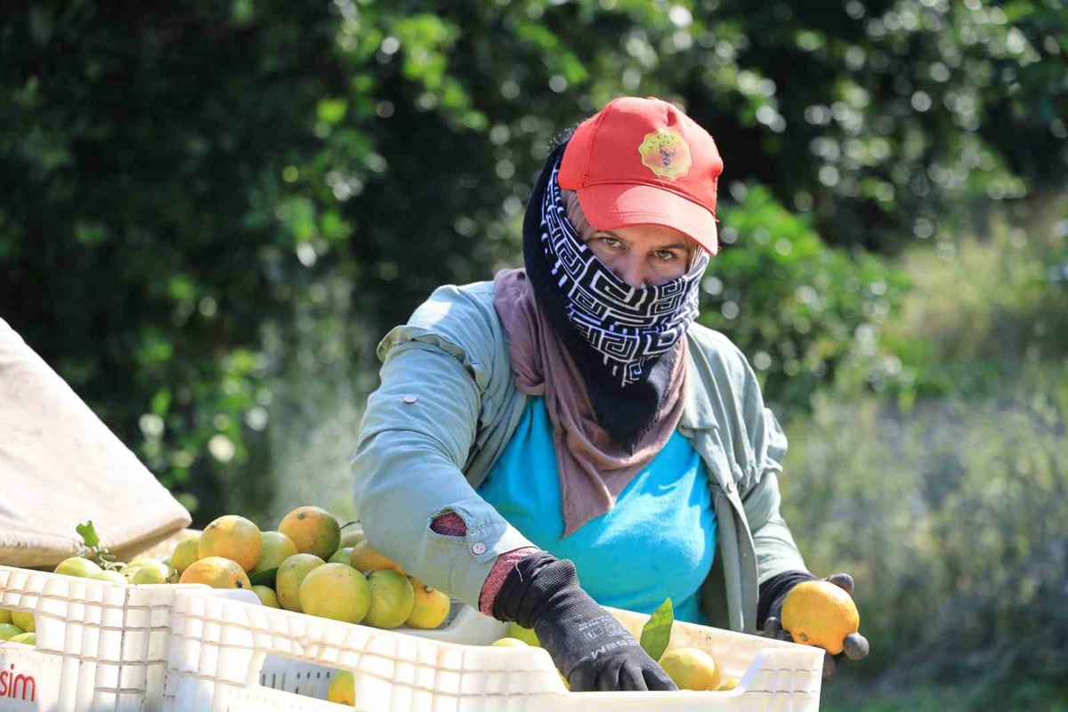 Adana'da mandalina dalında 3 liraya düştü! İhraç edilemeyen ürün ağaçta kalma tehlikesiyle karşı karşıya