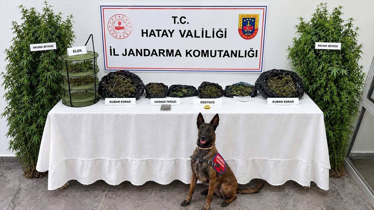 Hatay Defne'de evinde 2 kilo 170 gram esrar ele geçirilen şüpheli gözaltına alındı