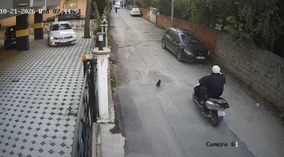 Osmaniye'de motosiklet sürücüsü kediyi çarpıp durmadı, kedi uzun süre acı çekip öldü