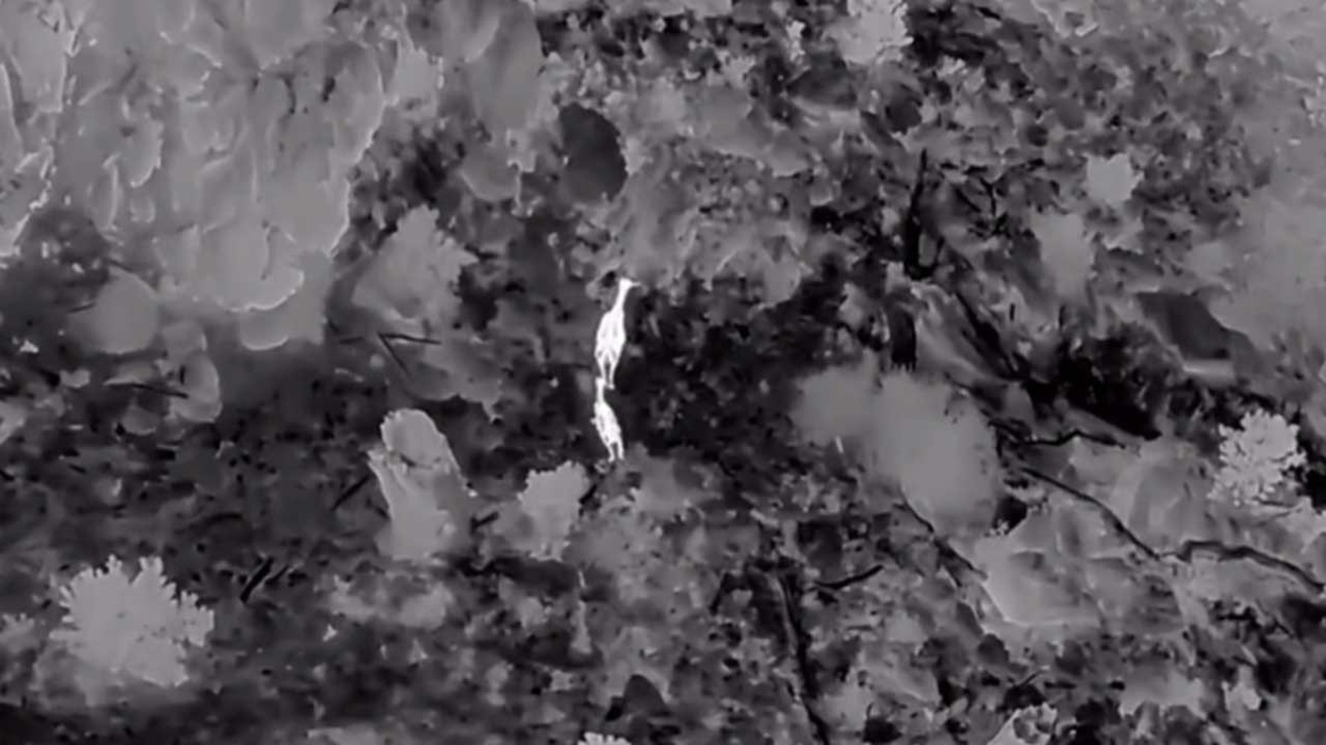 DKMP ekipleri Akdağ'da kızıl geyikleri termal dronla tespit etti