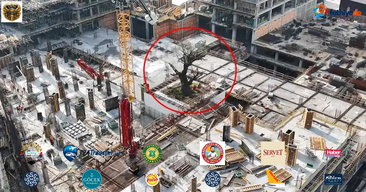 İstanbul'daki yalnız ağaç! Çevresini binalar sardı, geleceği merak konusu