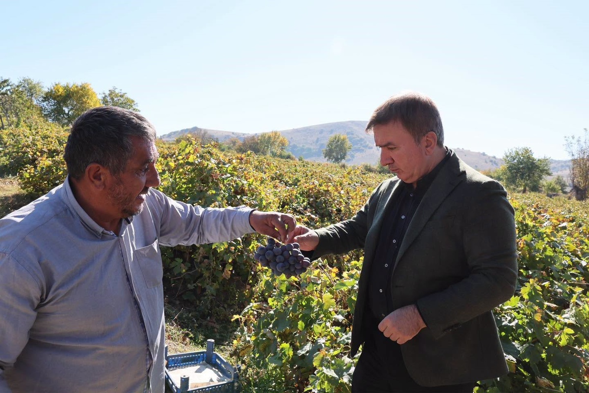 Erzincan Valisi Aydoğdu, Pişkidağ'da üzüm hasadı yapan üreticiyi ziyaret etti