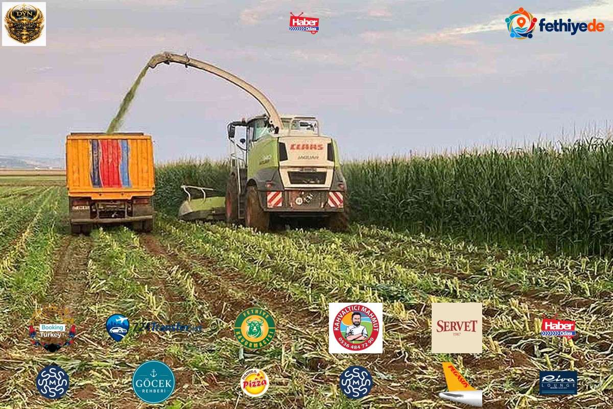 Araban Ovası'nda silajlık mısır hasadı sürüyor, dönümde 4-5 ton verim alınıyor