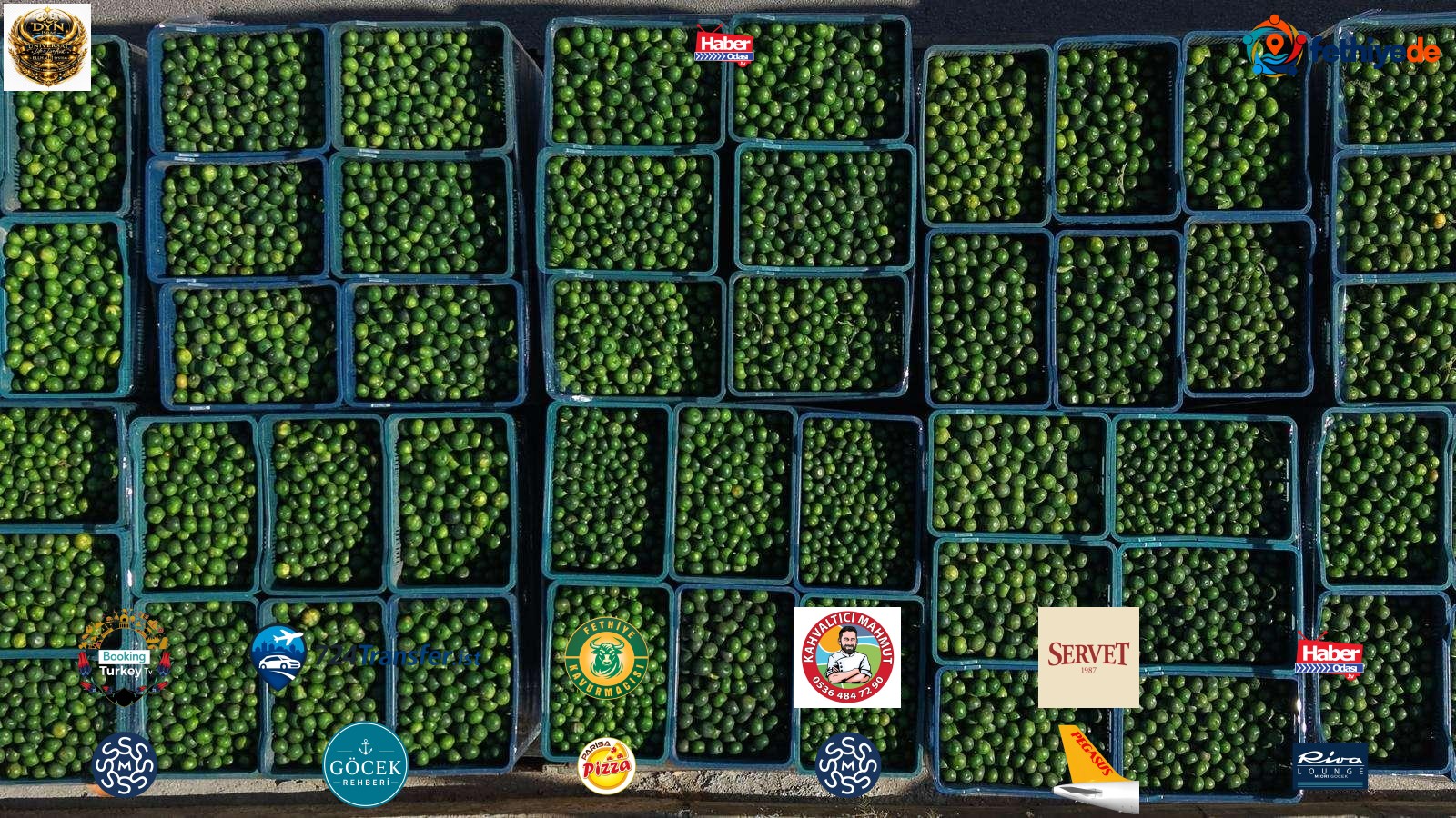 [BELEDIYE · Muğla · Bodrum] Haber: BODRUM MANDALİNİNDE YEŞİL HASAT BEREKETİ - Bodrum Belediyesi