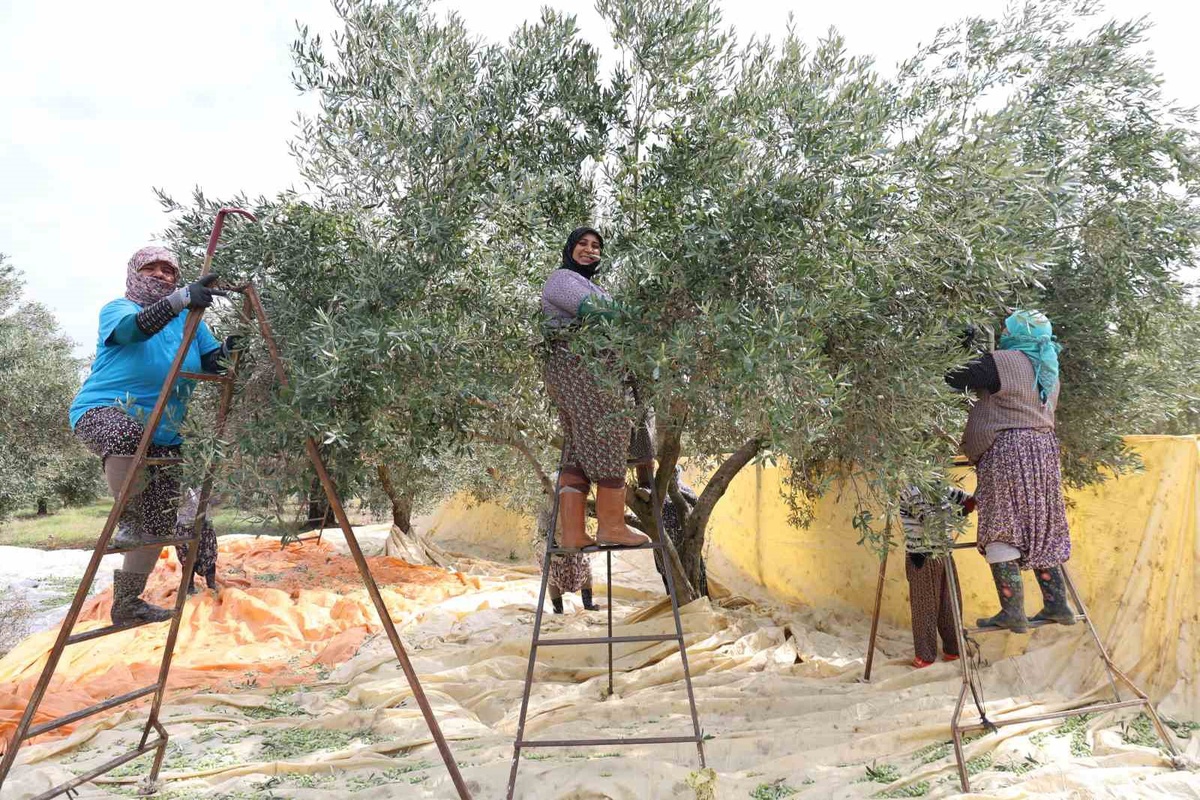 Aydın’da zeytin hasadı başladı! Gündeliği 1000 TL'den çalışıyorlar
