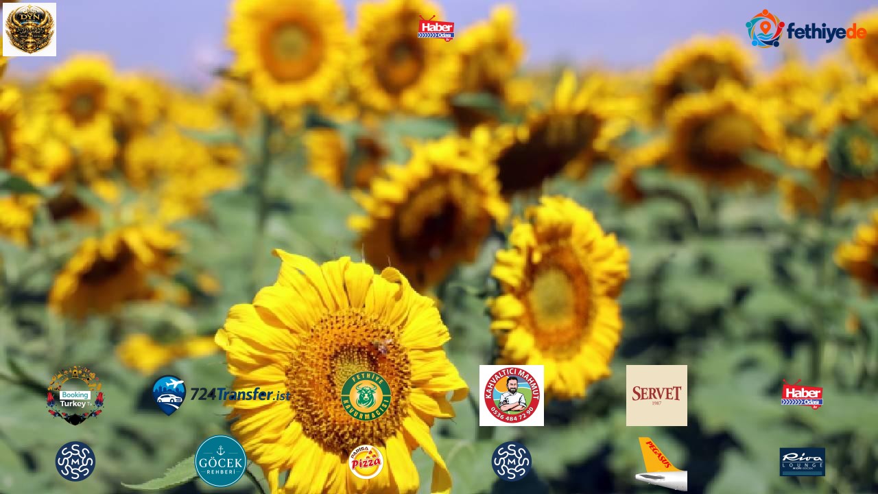 211,9 ton yağlık ayçiçeği açık artırma ile satılacak
