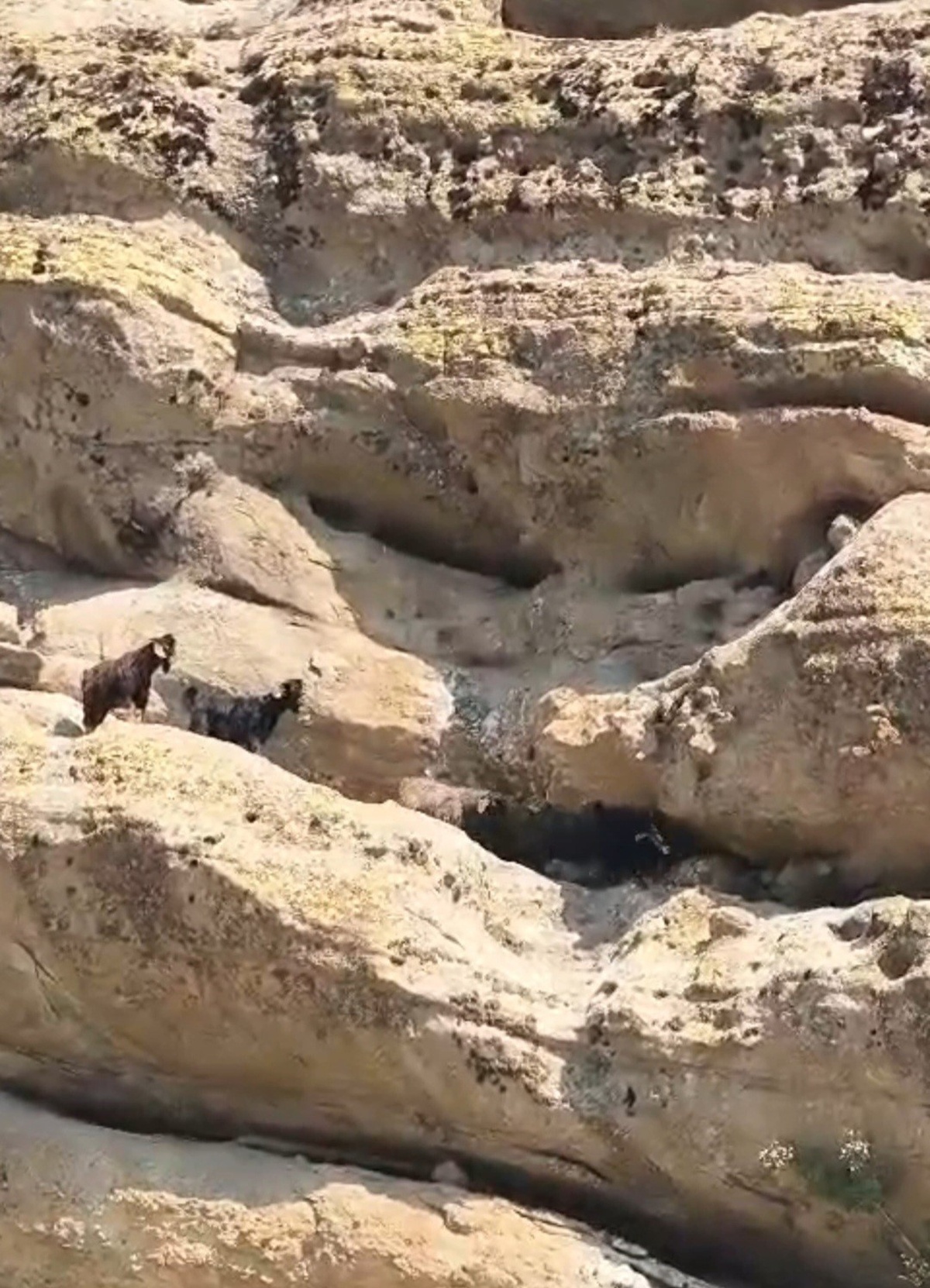 Tunceli'de 70 metre yükseklikte mahsur kalan keçiler için seferber oldular! O anlar kamerada