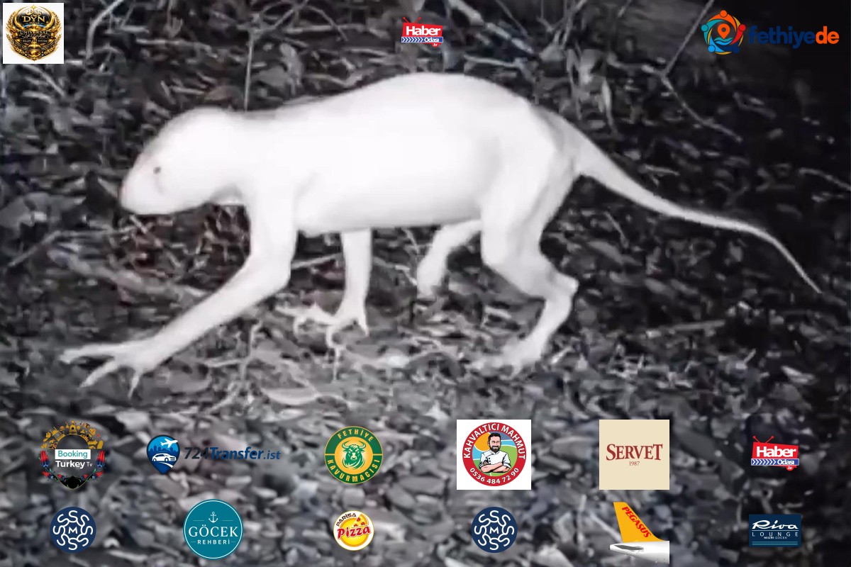 Hayvanları öldüren gizemli canlı yeniden görüntülendi