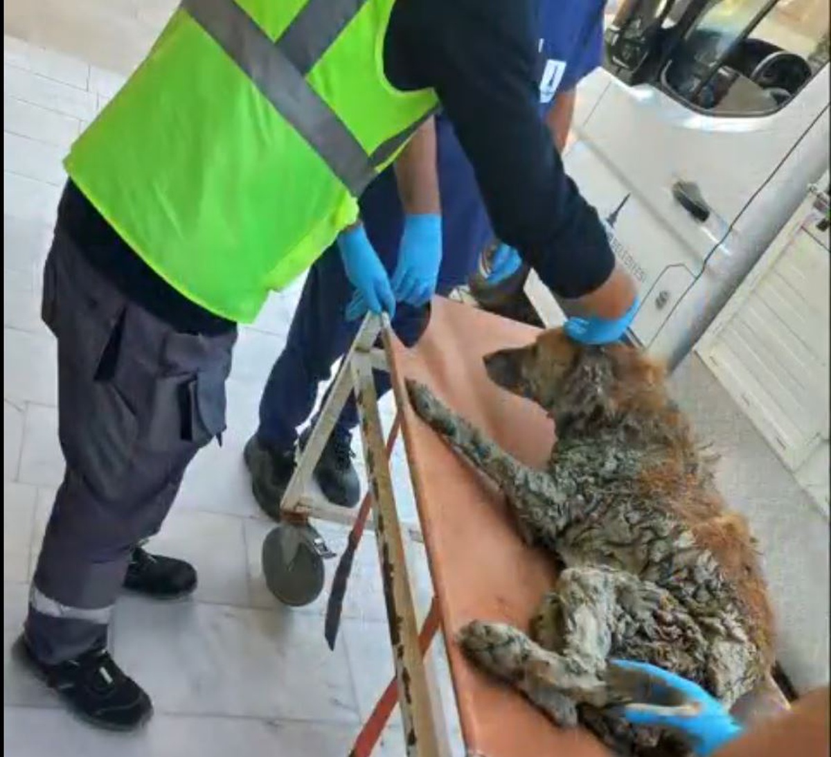 Buca'da çamur depolama alanına düşen köpek kurtarıldı! Bakan Çiftçi adını açıkladı: Şanslı