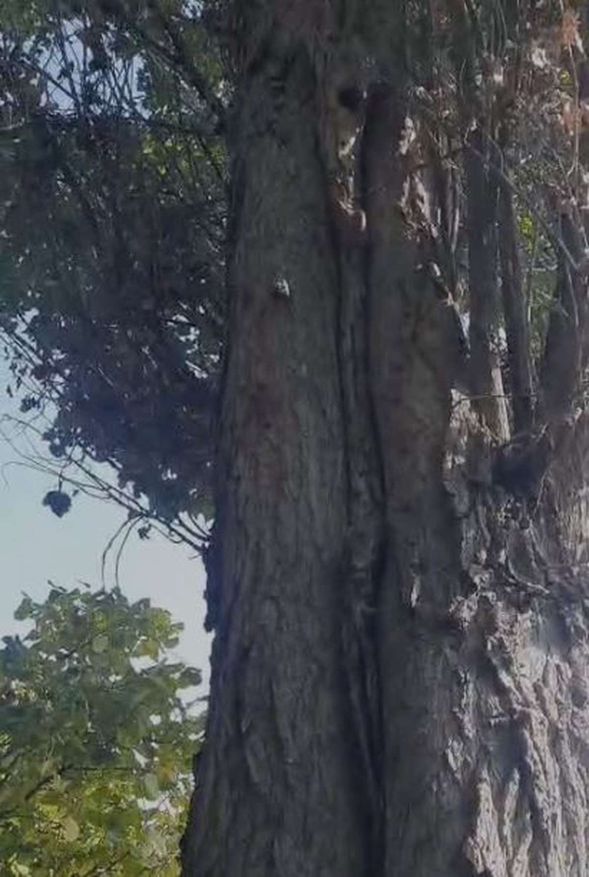 Elazığ'da iki sincabın ceviz toplama telaşı Göksun'un esprili yorumuyla güldürdü