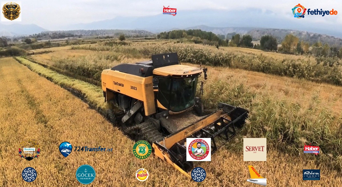 Sinop Boyabat'ta Erdal Çetinkaya çeltik hasadını ailesiyle tamamladı