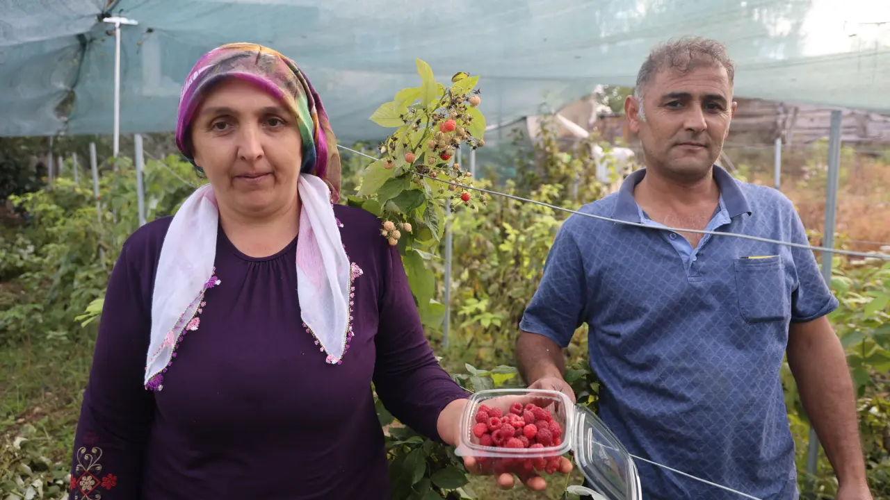 “Ben bu işi yaparım” dedi, başardı! İlçede ilk kez ektiği meyvenin kilosu 500 lira