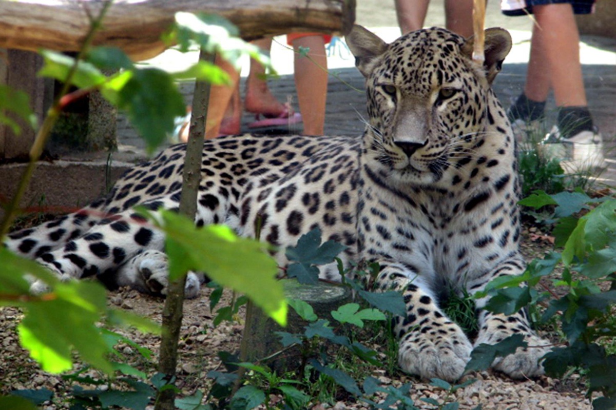 25 yıllık hayvan bakıcısı leoparın saldırısına uğradı! Telsizden yardım çığlıkları yükseldi