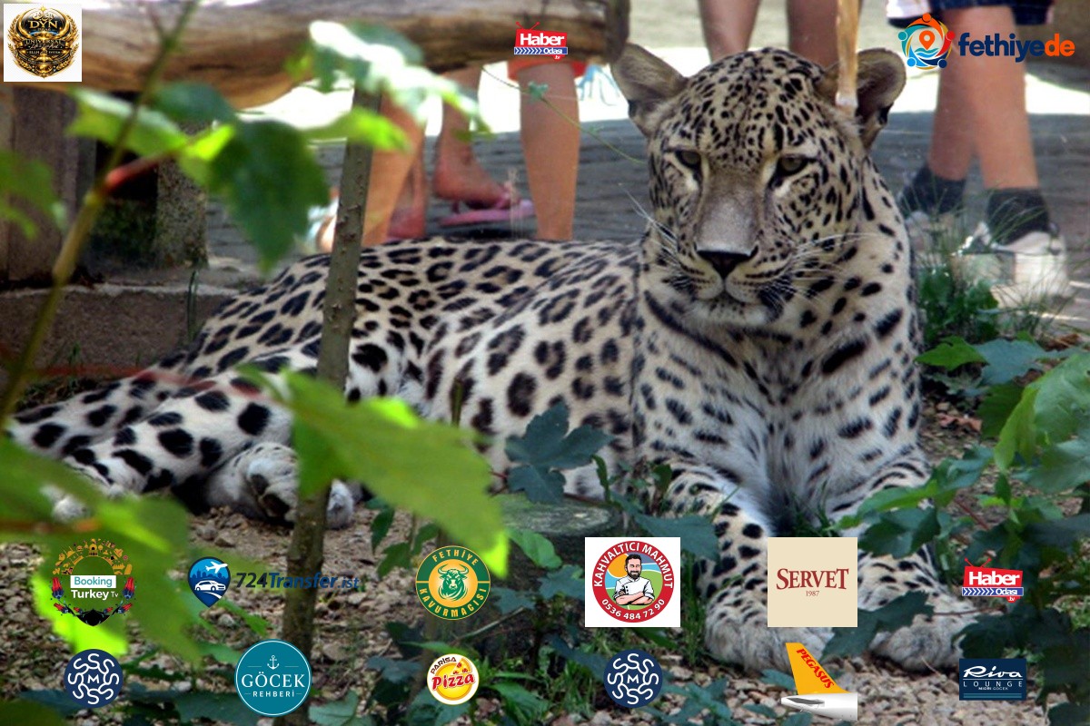 25 yıllık hayvan bakıcısı leoparın saldırısına uğradı! Telsizden yardım çığlıkları yükseldi