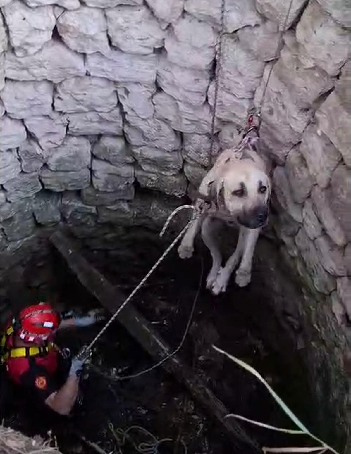 Nevşehir Ürgüp'te 4 metrelik su kuyusuna düşen 2 köpek itfaiye ekiplerince kurtarıldı