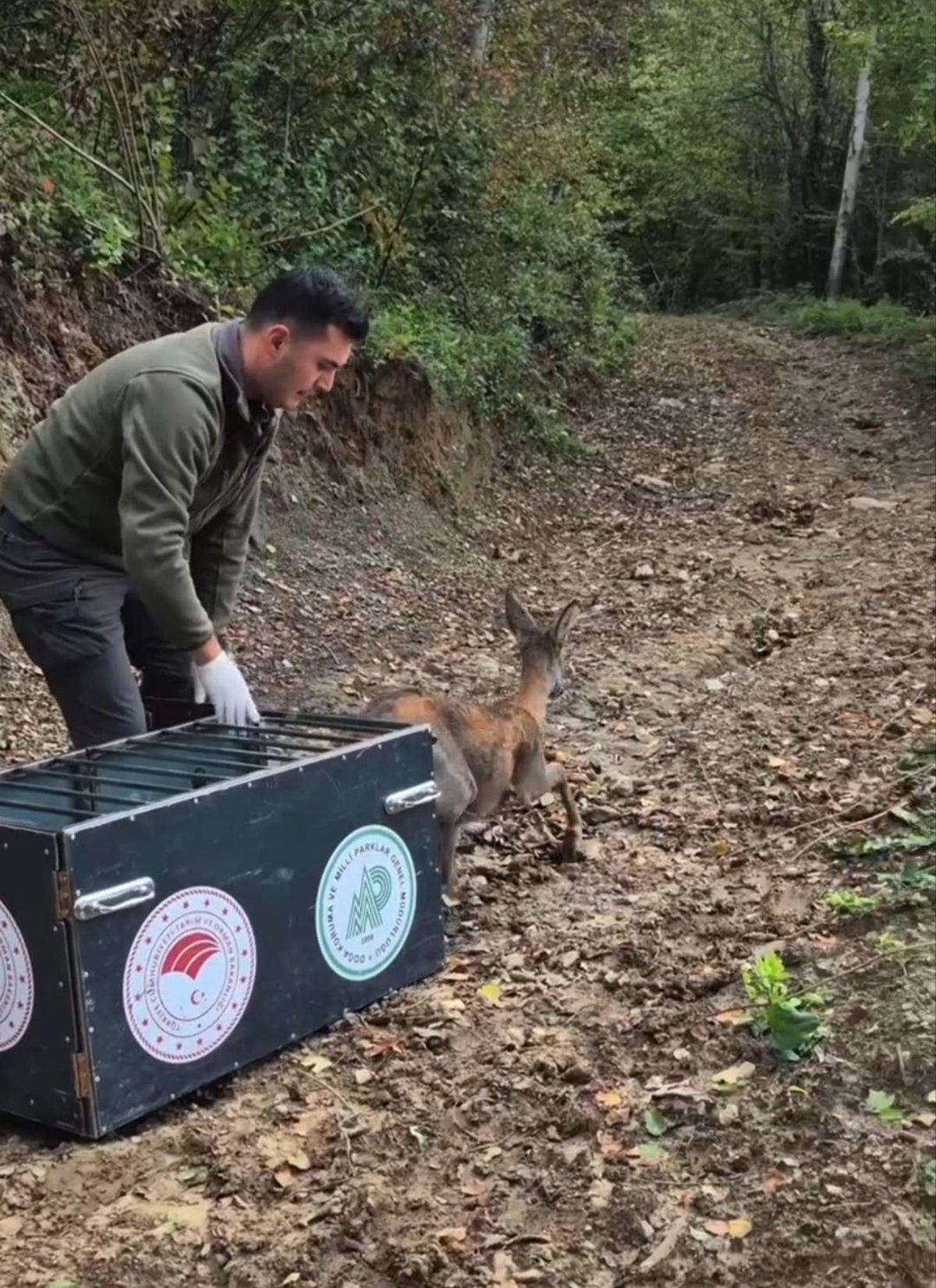 Bartın'da yaralı bulunan karaca tedavisinin ardından yeniden doğaya salındı