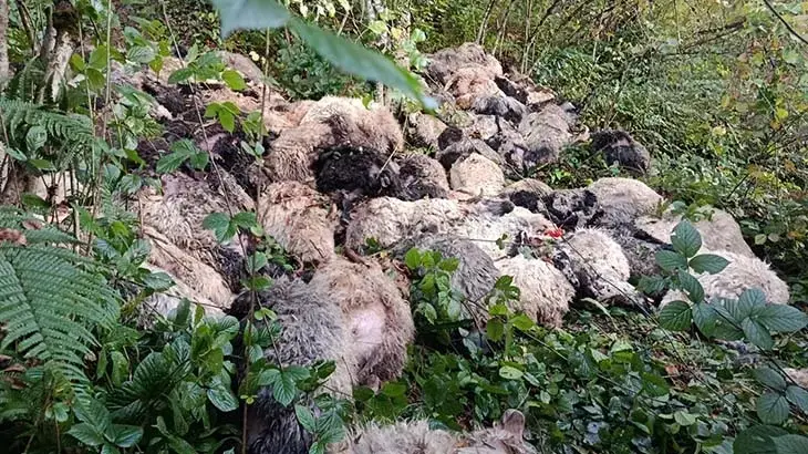 Trabzon Maçka'da ayı saldırısı! Uçuruma düşen onlarca koyun telef oldu