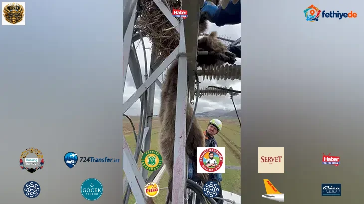 Elektrik direğinde asılı kaldı! Görenler ekiplere haber verdi: Akım kesilerek indirildi