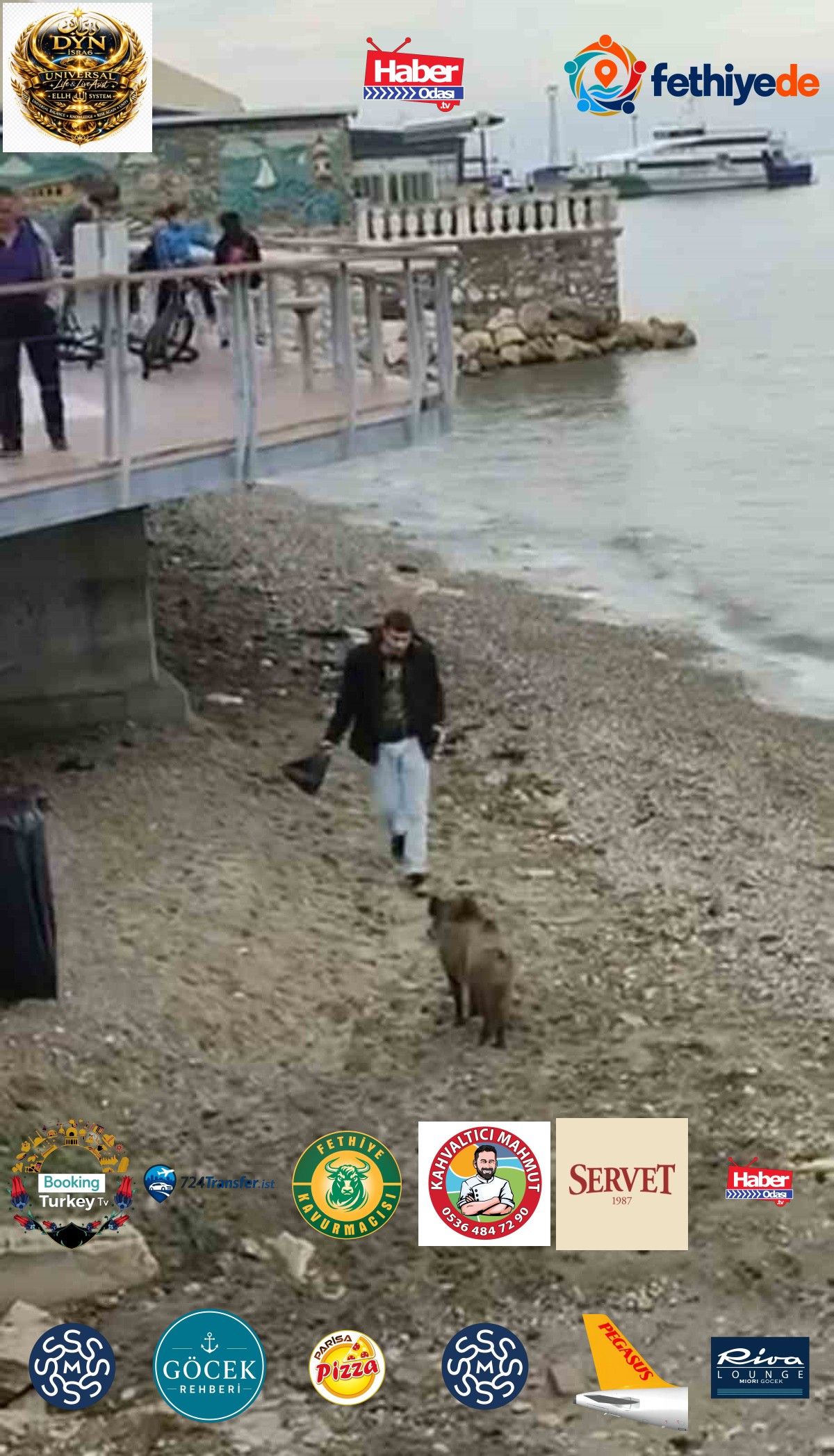 Bursa Mudanya'da sahile inen yaban domuzu uyuşturucu iğneye rağmen yoluna devam etti