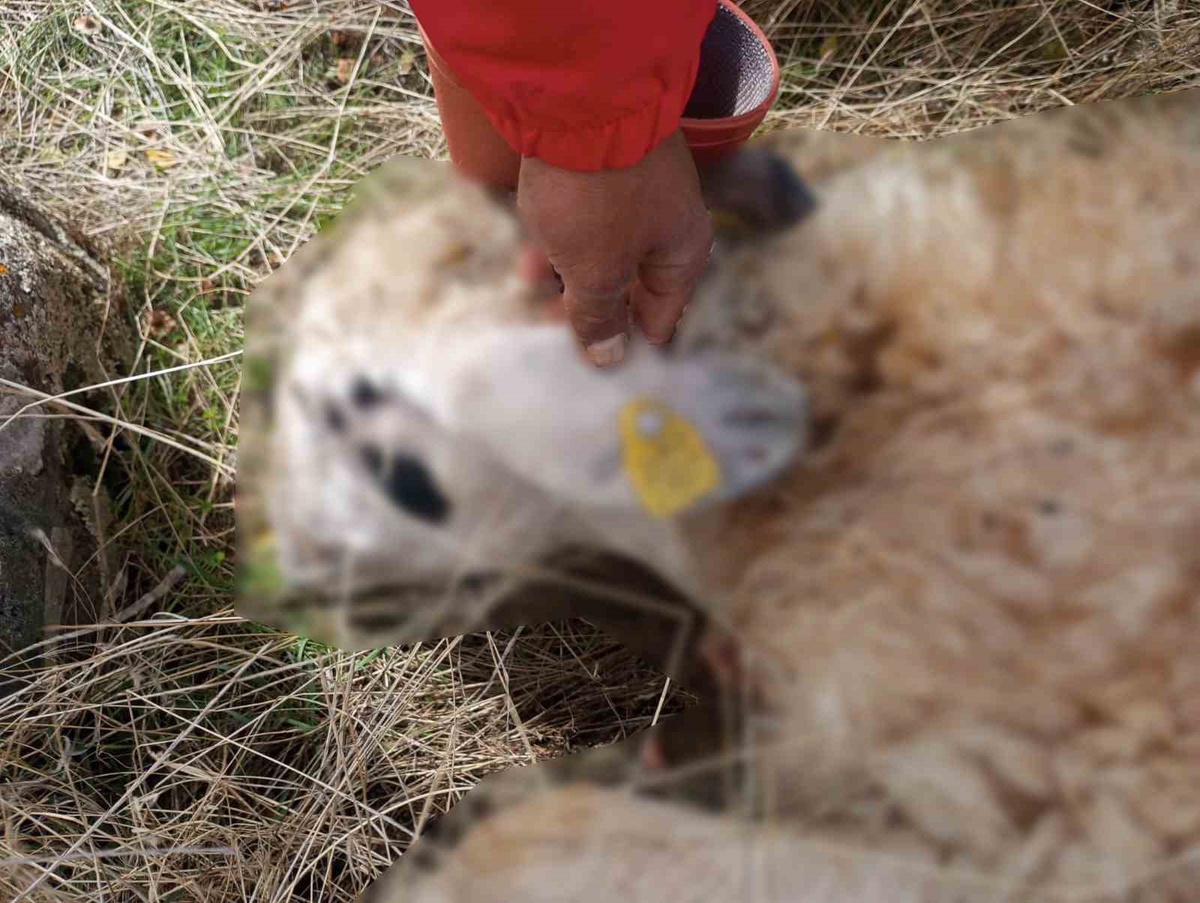 Tunceli Çemişgezek'te kurt saldırısında 14 koyun telef oldu, 11'i yaralandı