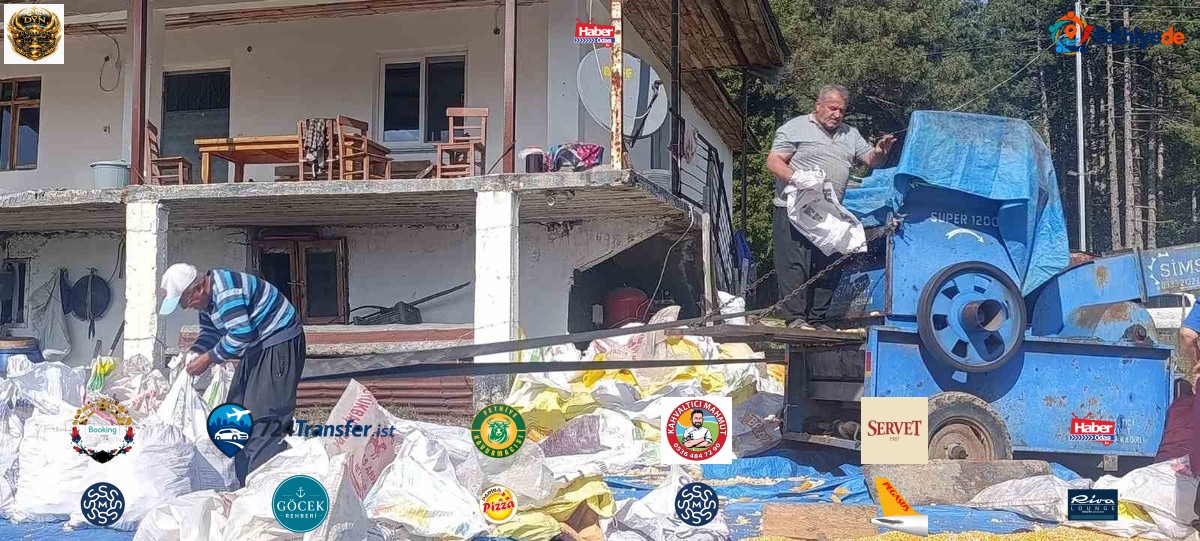 Andırın'da Baki Kıvrak yerli mısır hasadını tamamladı, taneler güneşte kurutuluyor