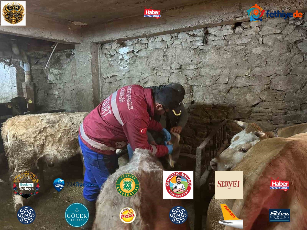 Aydıntepe'de büyükbaş şap aşılaması Akbulut ve Gümüşdamla köylerinde sürüyor