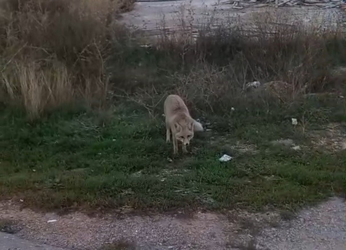 Bayburt'ta tilkiler yiyecek ararken görüldü, üniversite kampüsünde yılan kaydedildi