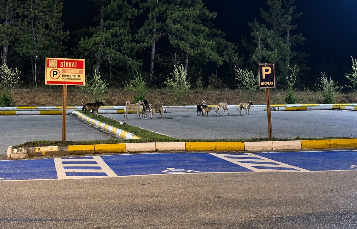 Bilecik Pelitözü Gölpark'ta gruplar halinde gezen köpekler halkı tedirgin ediyor
