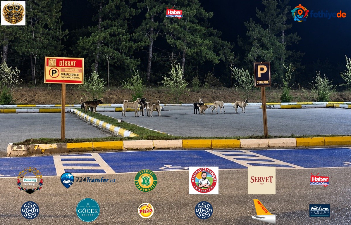 Bilecik Pelitözü Gölpark'ta gruplar halinde gezen köpekler halkı tedirgin ediyor