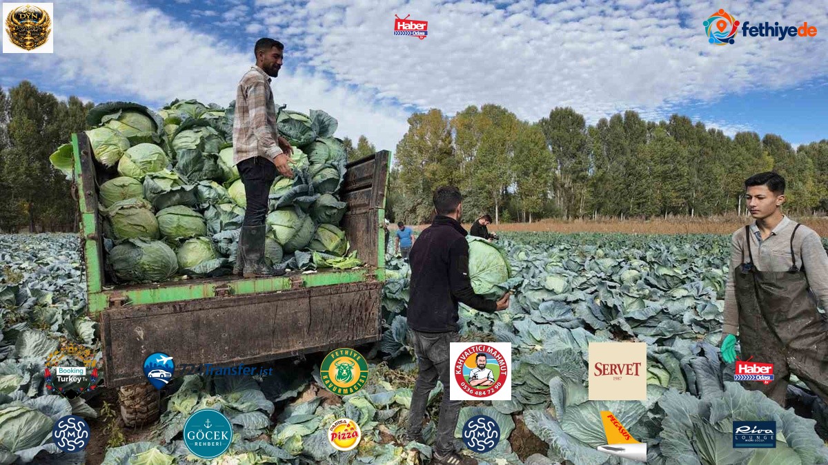 Erciş lahanasında hasat başladı, 500 çiftçi yaklaşık 1700 dekar alanda üretiyor